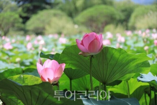 양평 세미원/투어코리아뉴스 김경남 기자 사진=양평군