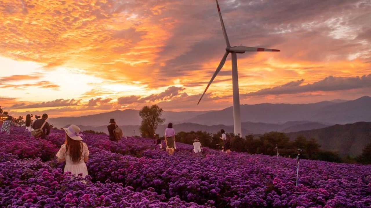 끝없이 펼쳐진 보라색 꽃밭을 거니는 사람들의 아름다운 풍경. / 지역N문화