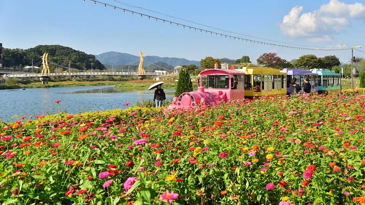 백일홍 꽃밭 너머로 꽃길열차가 지나고 있다. / 지방의정포털