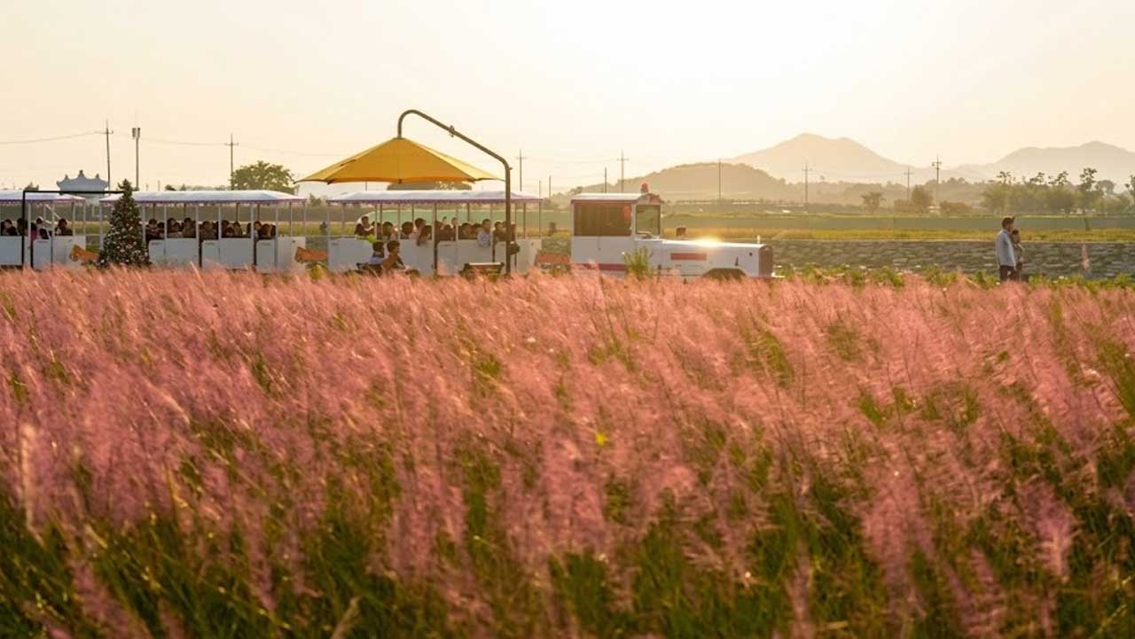 해 질 무렵 분홍빛 핑크뮬리 뒤로 열차가 지나고 있다. / 지방의정포털