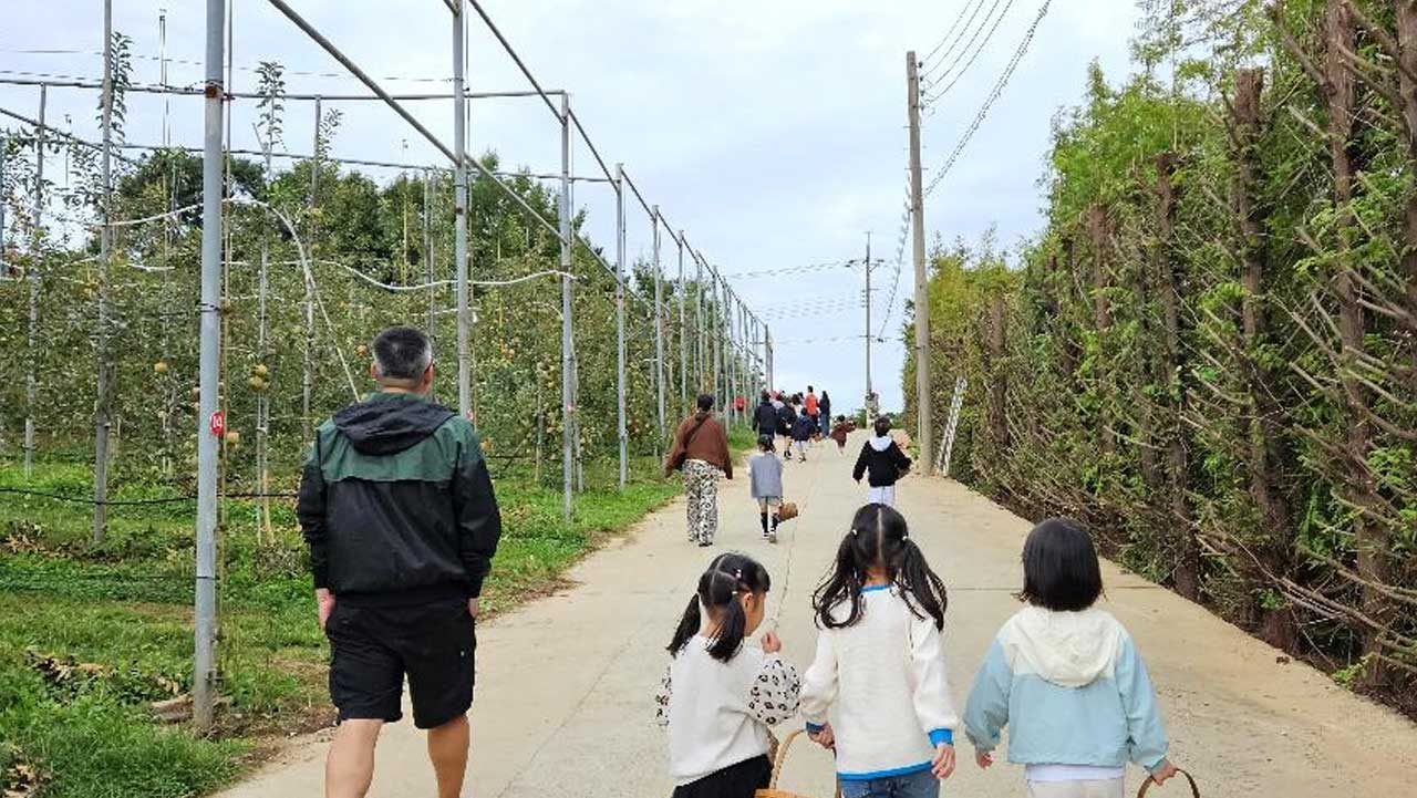 예산 사과 농장에서 방문객들이 과수원 길을 따라 이동하는 모습. / 충남 누리집