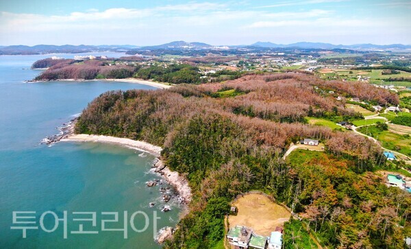 ▲태안군 남면 몽산리 소나무재선충병 발생 현장. /사진-태안군