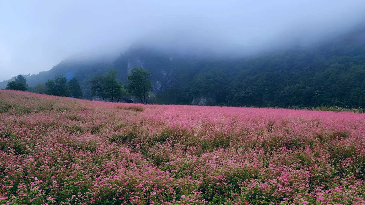 안개가 내려앉은 산자락 아래로 붉은 메밀꽃이 펼쳐진 영월 먹골마을 풍경. / 영월문화관광재단
