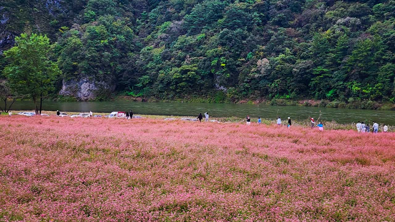 동강변을 따라 핀 붉은 메밀꽃과 꽃길을 걷는 방문객들의 모습. / 영월군