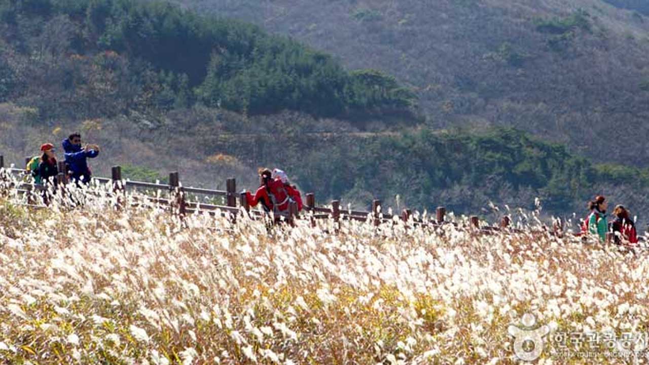 햇빛에 반짝이는 억새밭 사이로 가을 산행을 즐기는 등산객들. / 대한민국 구석구석