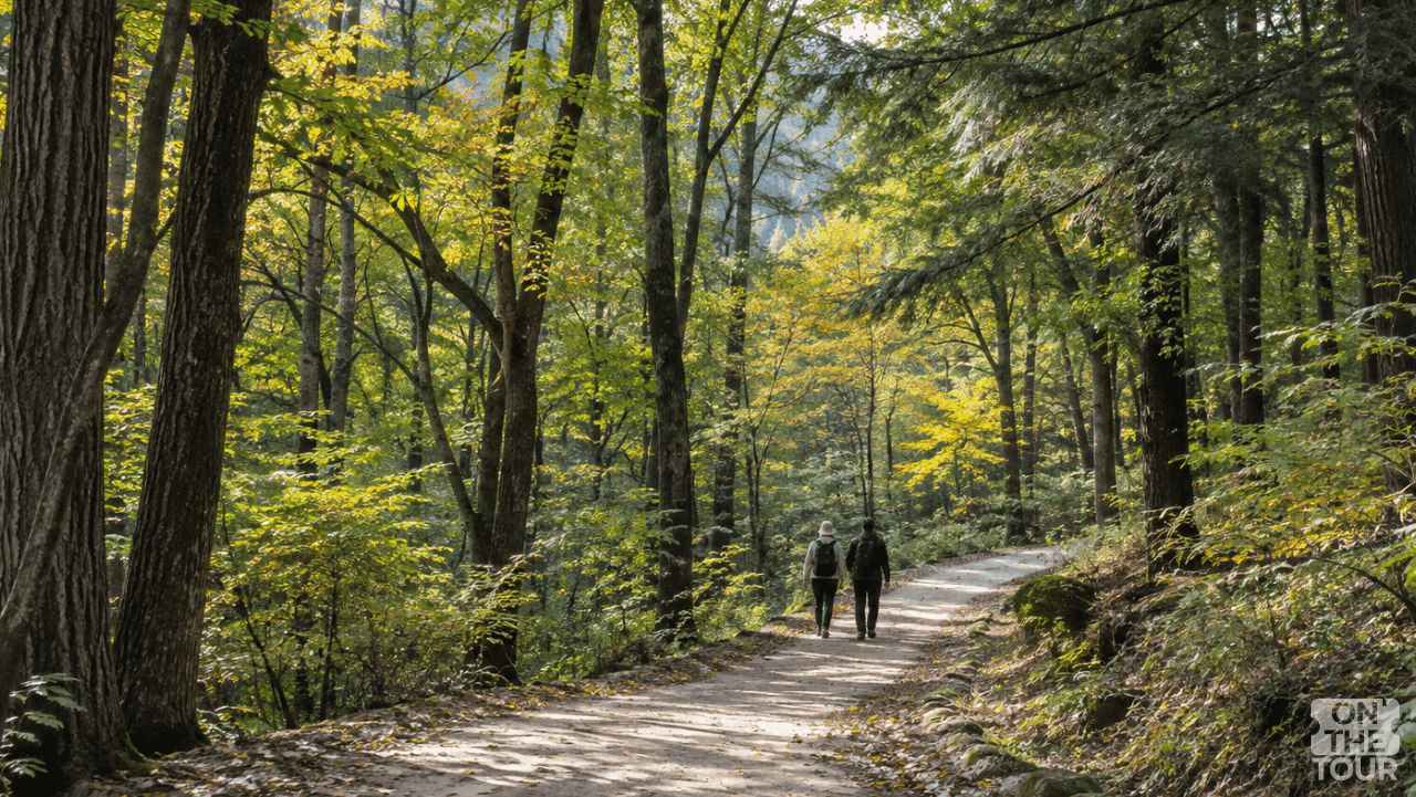 울창한 나무 사이로 이어지는 국립수목원 산책로. (AI 생성) / 온더투어