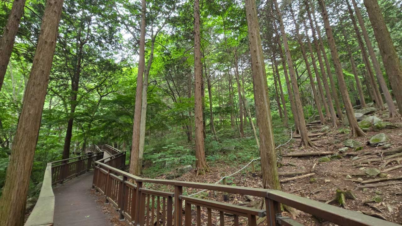 울창한 숲 사이를 굽이굽이 잇는 축령산 목조 데크길. / 전남 공식 SNS