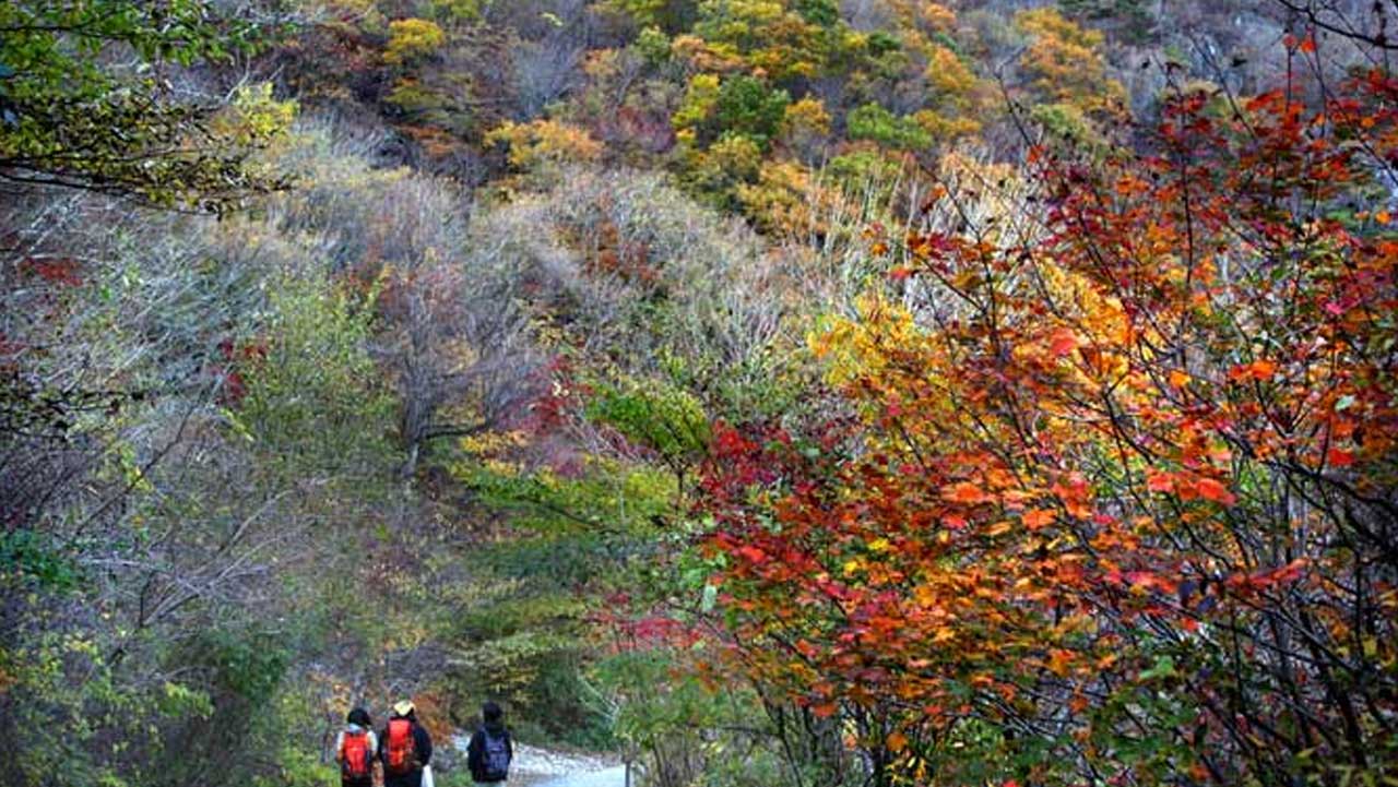 붉고 노랗게 물든 나무 사이로 이어지는 영남알프스 임도. / 대한민국 구석구석