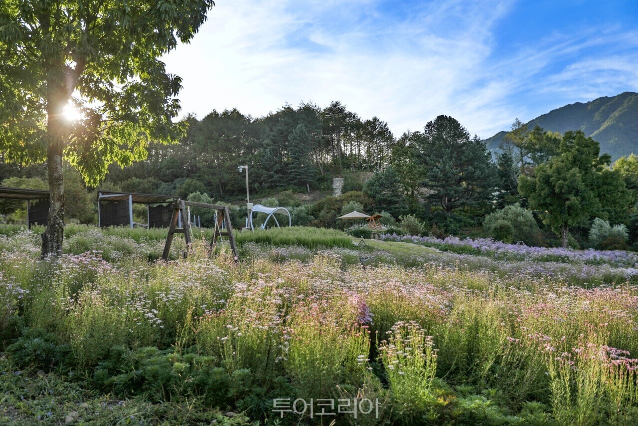 백두대간수목원 야생화언덕 동서트레일캠프 트레킹 단풍길/사진-경북도