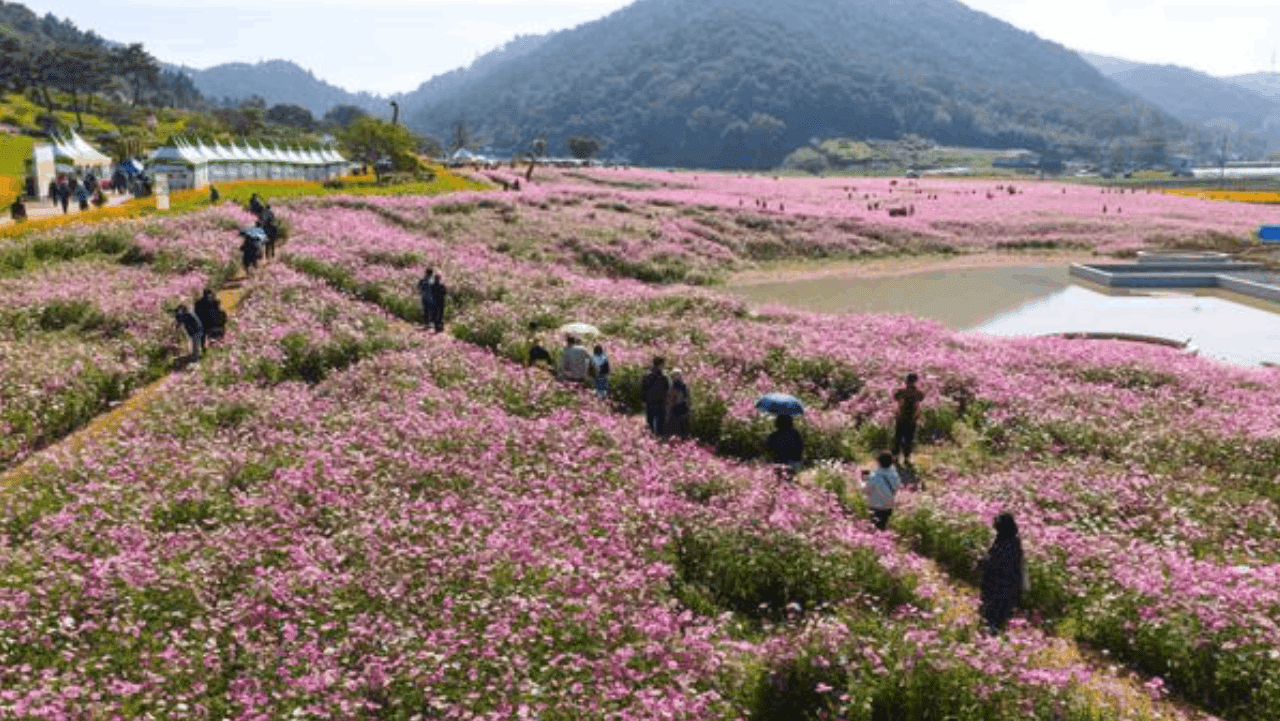 분홍빛 가을꽃이 넓게 펼쳐진 화순 고인돌 유적지 일대. / 화순군축제포털