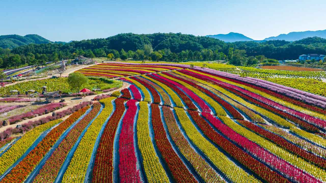 철원 고석정 꽃밭 길. / 사진=고석정꽃밭 네이버 플레이스 업체등록 사진