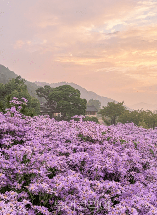 문경 봉천사를 물들인 보랏빛 개미취 /사진=경북문화관광공사