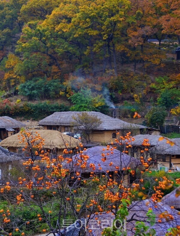 경주 양동마을 초가지붕 곁 감나무 /사진=경북문화관광공사