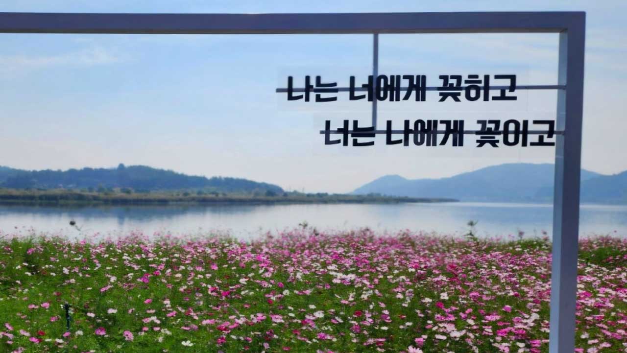 코스모스밭 너머로 영산강과 산자락이 함께 보이는 포토존. / 무안군 공식 SNS
