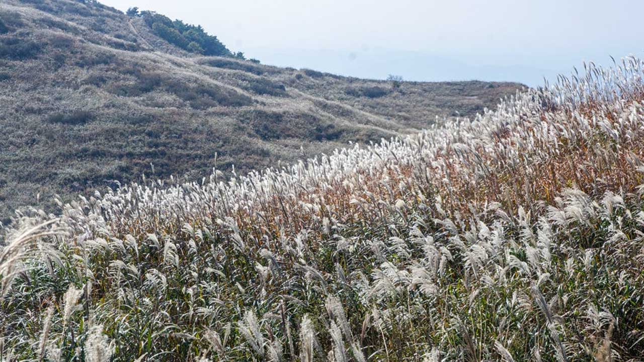 산비탈을 따라 촘촘하게 펼쳐진 화왕산 억새 군락. / 창녕군 공식 SNS