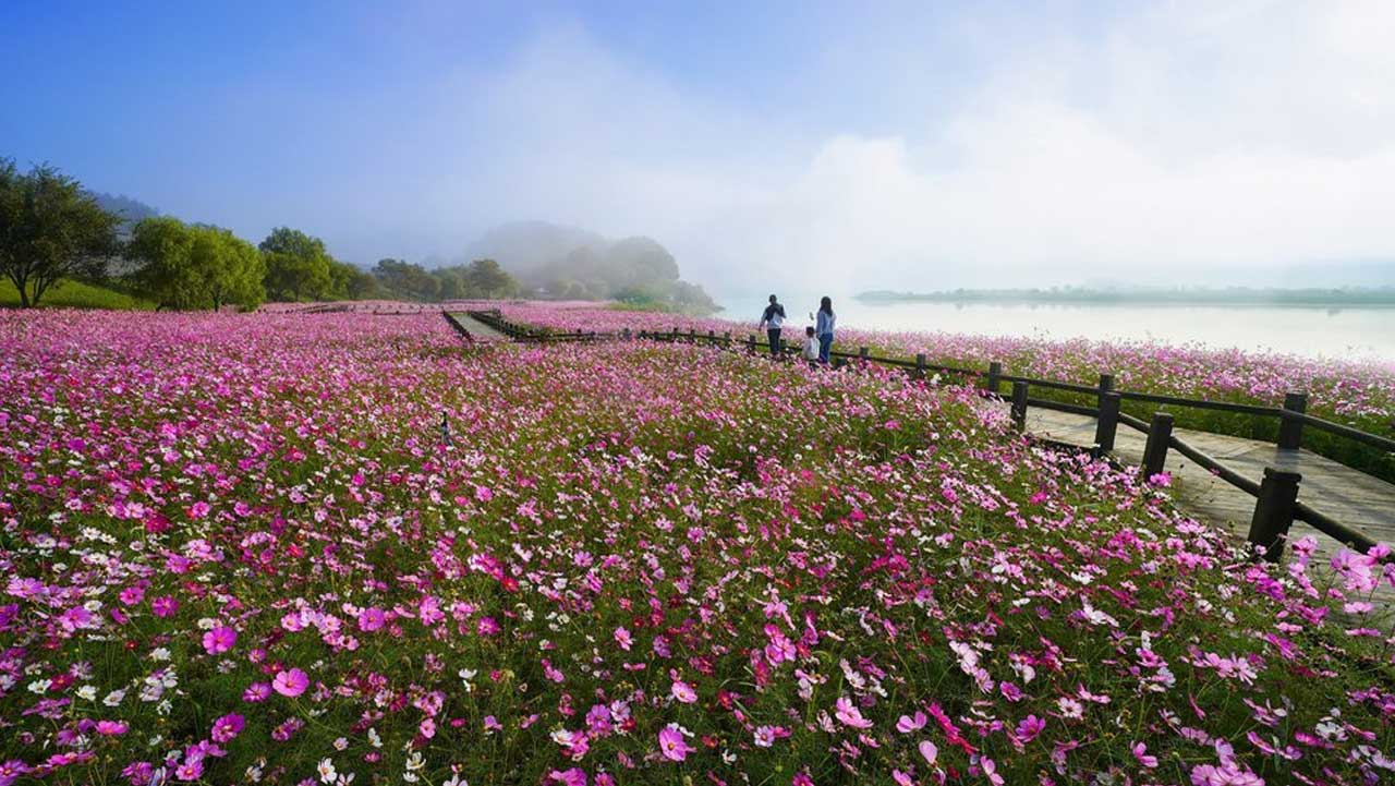 영산강을 따라 분홍빛 코스모스가 넓게 피어난 무안 몽탄 식영정 일대. / 무안군청