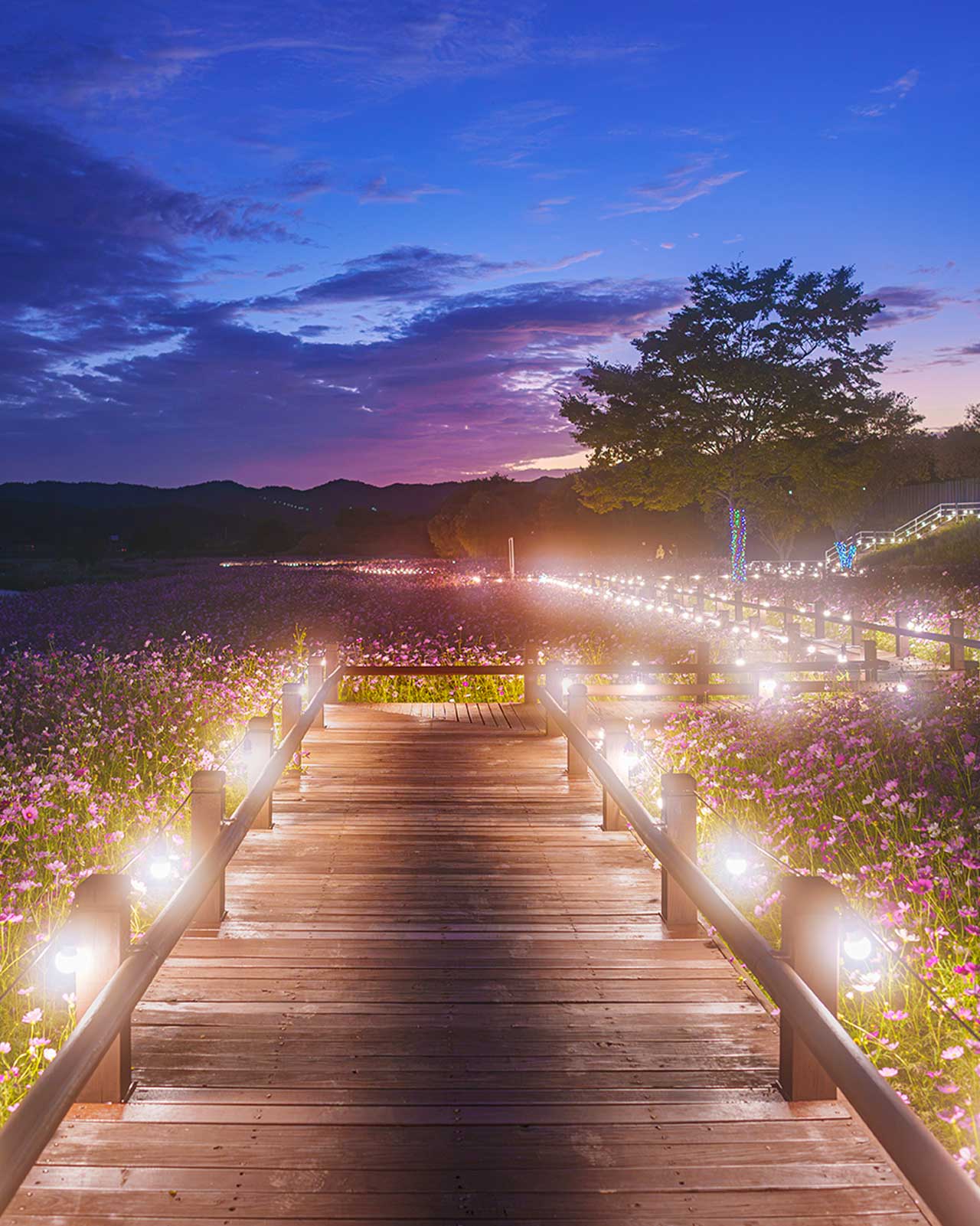 야간 조명이 켜진 코스모스밭 사이로 이어지는 나무 데크길. / 무안군 공식 SNS