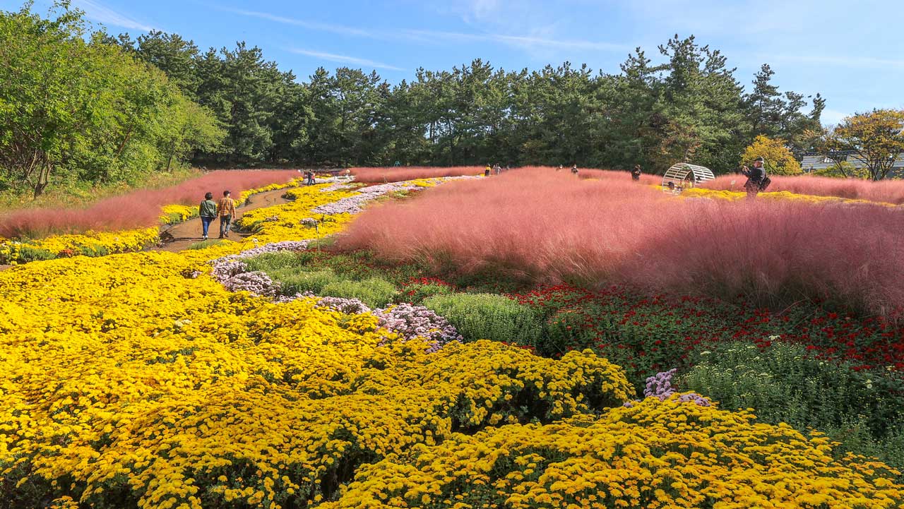 노란 국화와 분홍빛 핑크뮬리가 어우러진 익산천만송이 국화축제 산책길. / 익산시청