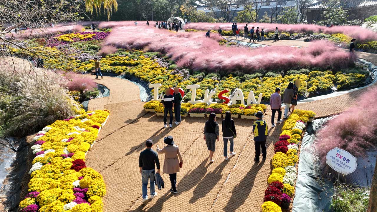 국화와 핑크뮬리 사이에 마련된 포토존을 찾은 익산천만송이 국화축제 관람객들. / 익산시청
