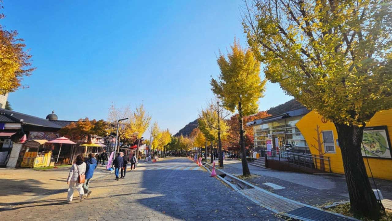 노란 은행나무가 늘어선 용문산관광지 거리. / 양평군 공식 SNS