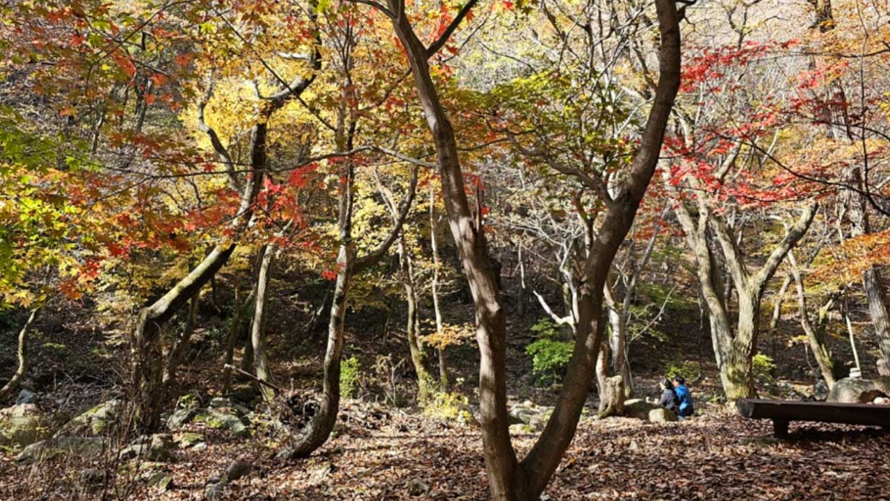 붉고 노란 단풍이 이어지는 용문산 숲길. / 양평군 공식 SNS