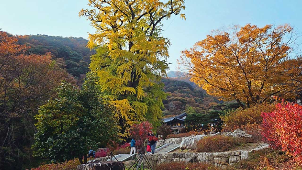 가을 단풍이 물든 용문사 경내와 주변 산자락. / 양평군 공식 SNS