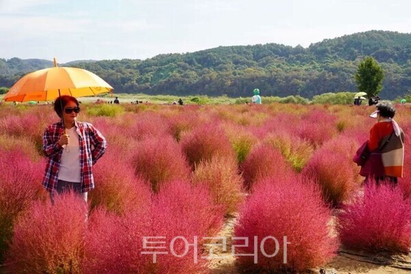 연천 중면 댑싸리 공원을 찾은 관광객이 사진을 찍고 있다/투어코리아뉴스 정명달기자 사진=김성원SNS