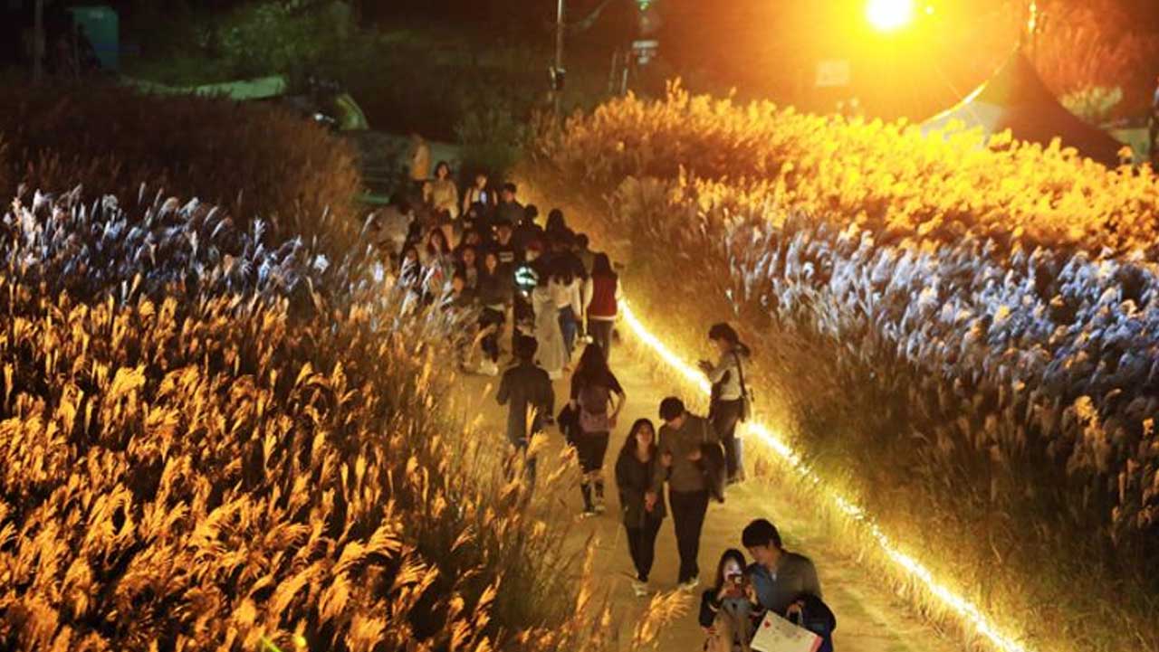 해가 진 뒤 조명이 켜진 하늘공원 억새길을 걷는 방문객들. / 비짓 서울