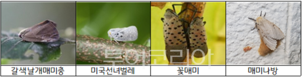 외래 돌발해충/투어코리아뉴스 정명달 기자 사진=경기도