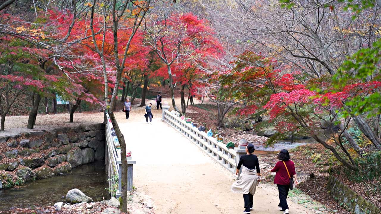 계곡 위에 놓인 다리를 건너며 가을 풍경을 감상하는 여행객들. / 투어전북