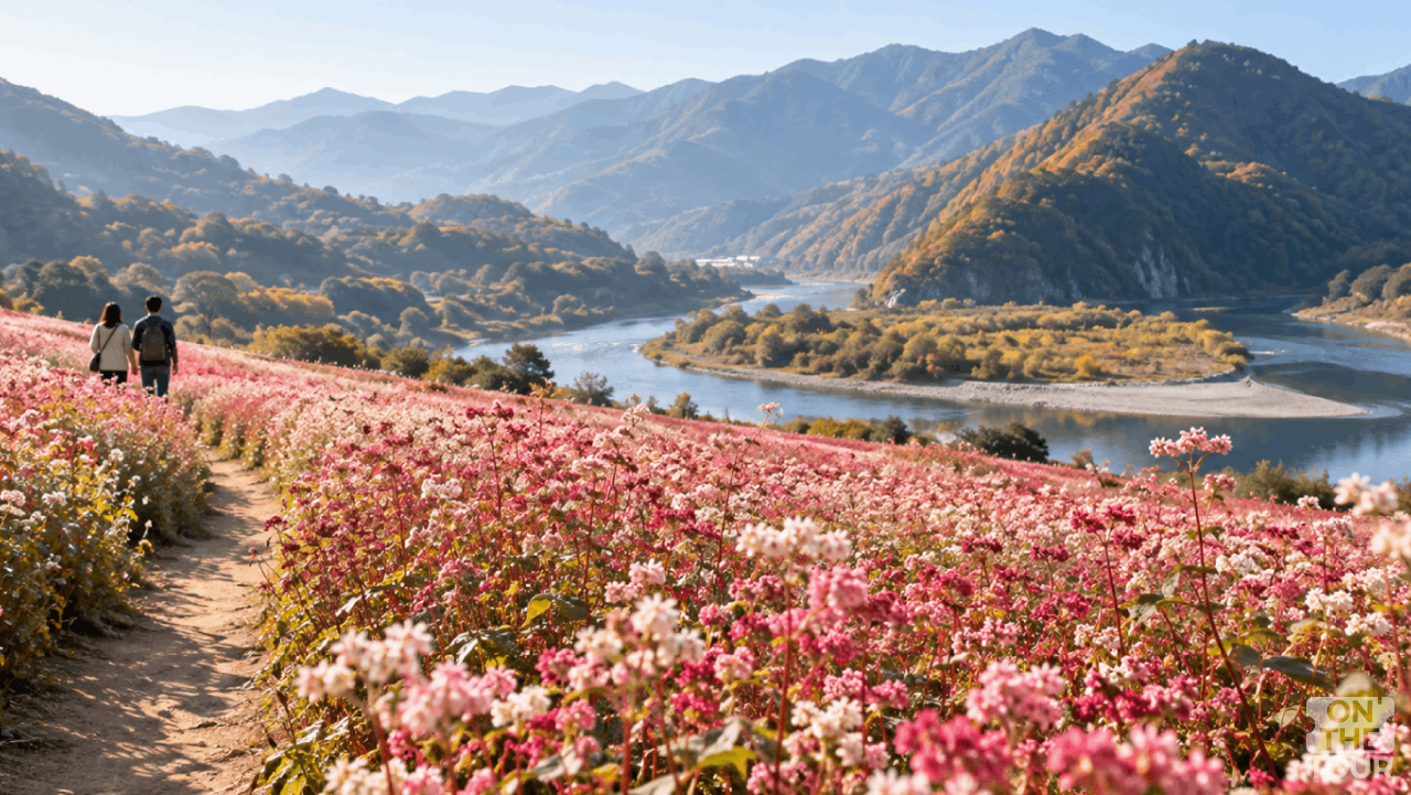 분홍빛 홍메밀꽃 사이로 이어지는 정선 속섬 산책길. (AI 생성) / 온더투어