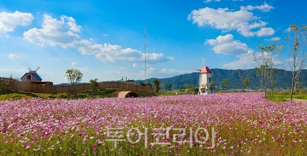 득량면 예당생태습지 코스모스 꽃물결/사진=보성군