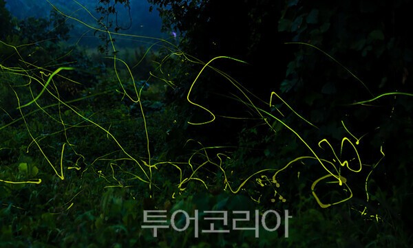 사진 / 늦반딧불이의 활동모습