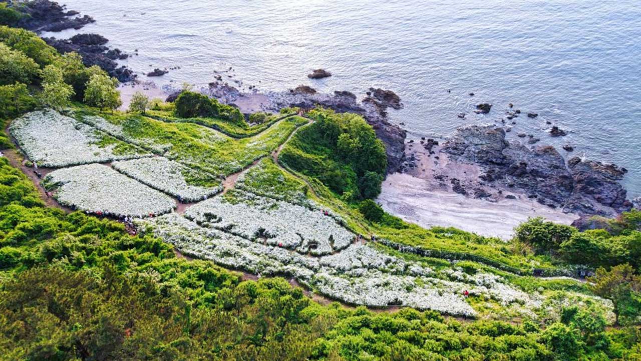 해안 절벽 아래 하얀 꽃밭과 굽이진 산책로가 펼쳐진 변산마실길. / 부안변산마실길
