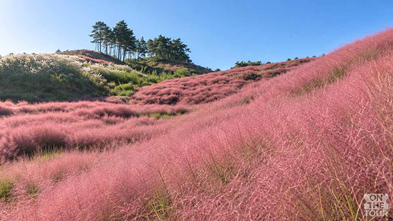 분홍빛 핑크뮬리와 소나무 능선이 어우러진 괴산 핑크힐 글라스정원 (AI 생성) / 온더투어