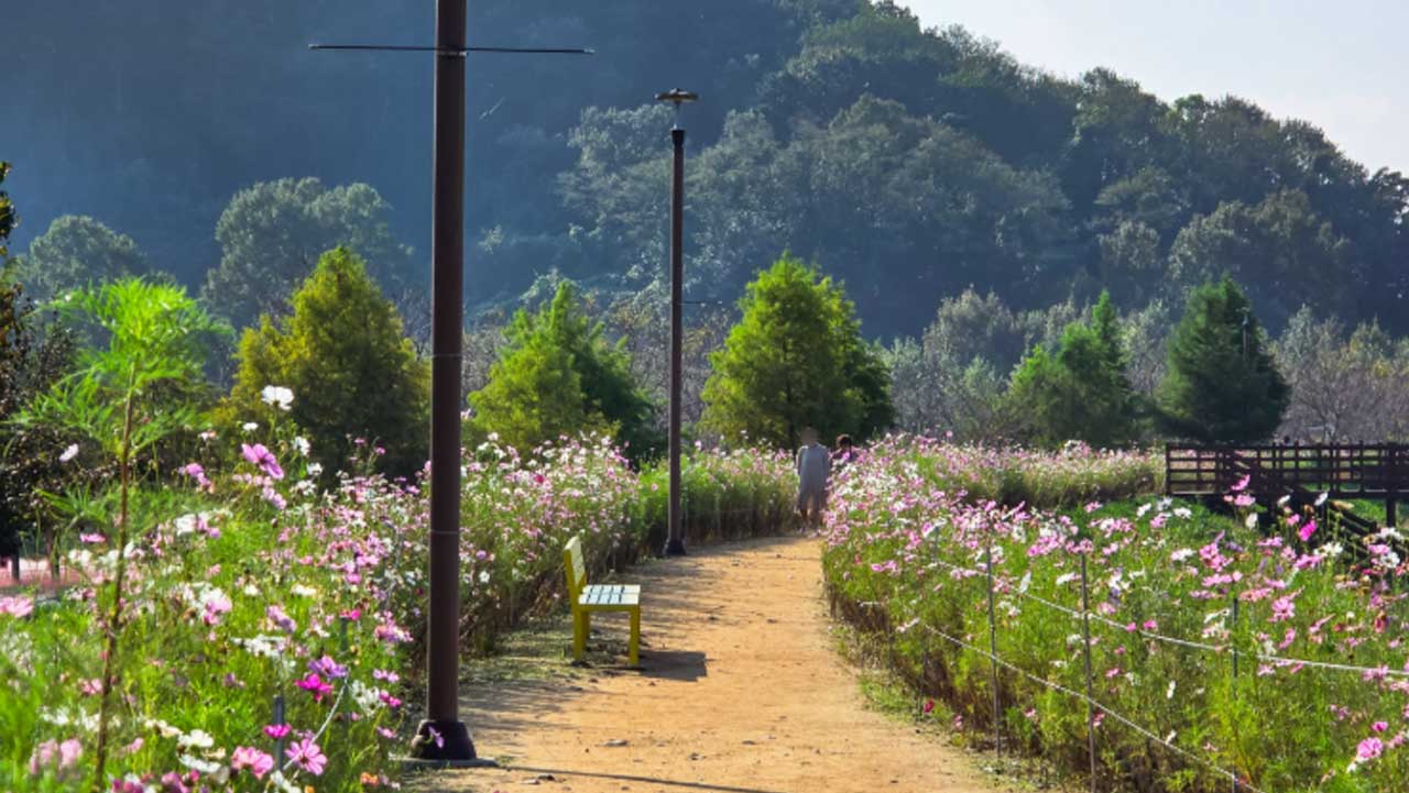 분홍색과 흰색 코스모스 사이로 산책길이 이어지는 악양생태공원. / 함안군 공식 SNS
