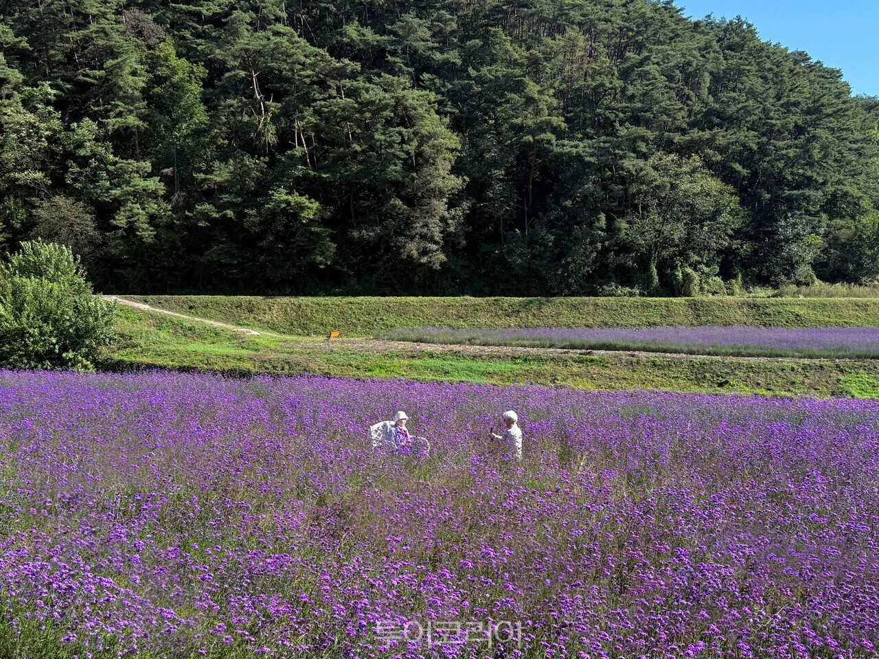 가곡면 버베나 꽃밭 풍경 /사진-단양군