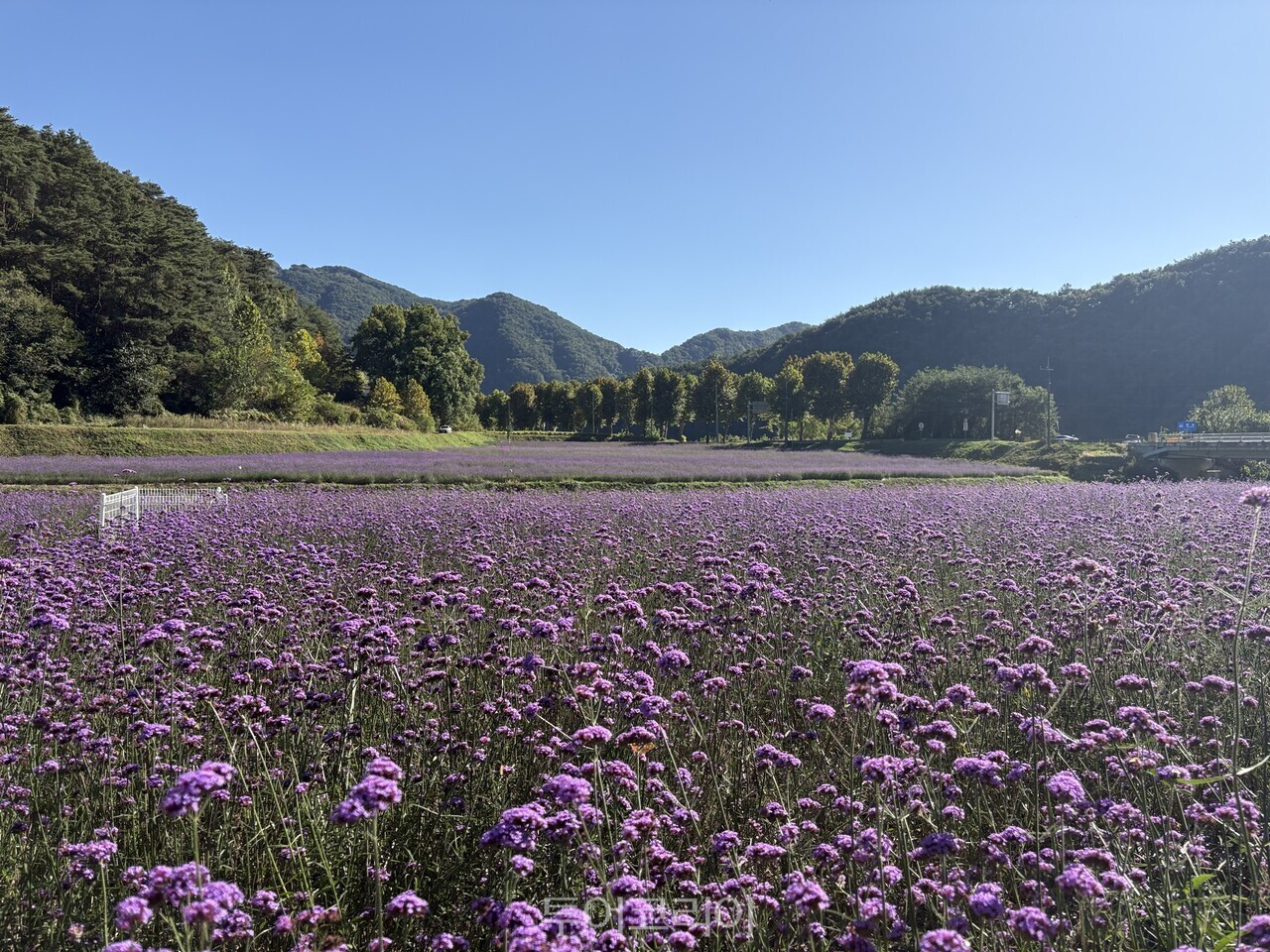 가곡면 버베나 꽃밭 풍경 /사진-단양군