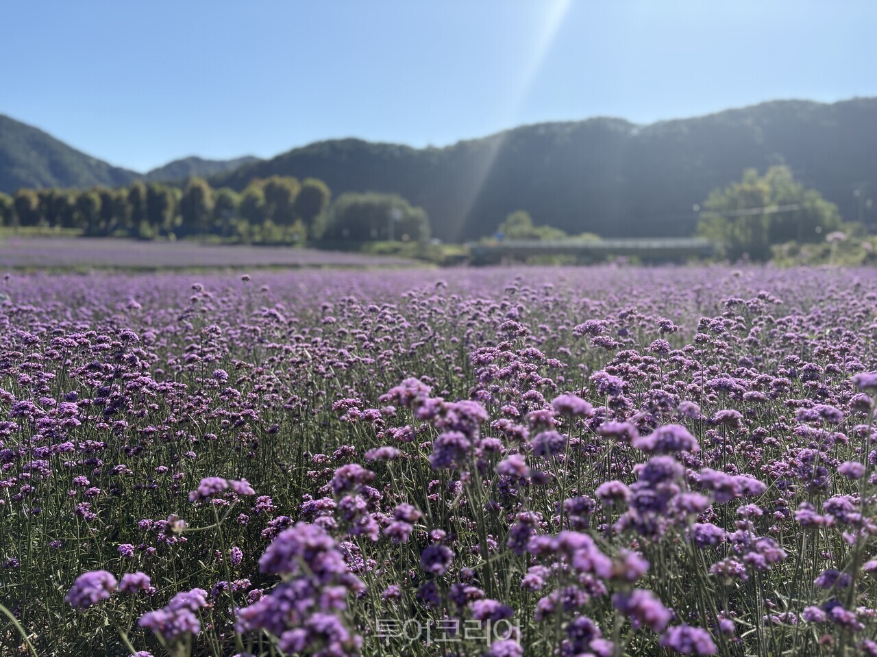 가곡면 버베나 꽃밭 풍경 /사진-단양군