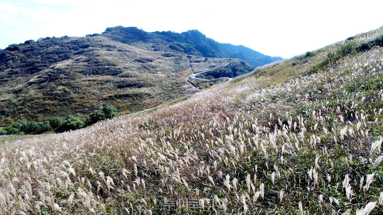 바람에 흔들리는 화왕산 억새 /사진-창녕군