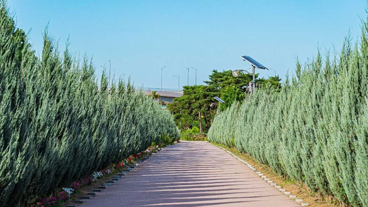 편안하게 꽃밭으로 진입할 수 있는 산책로 풍경. / 대한민국 구석구석
