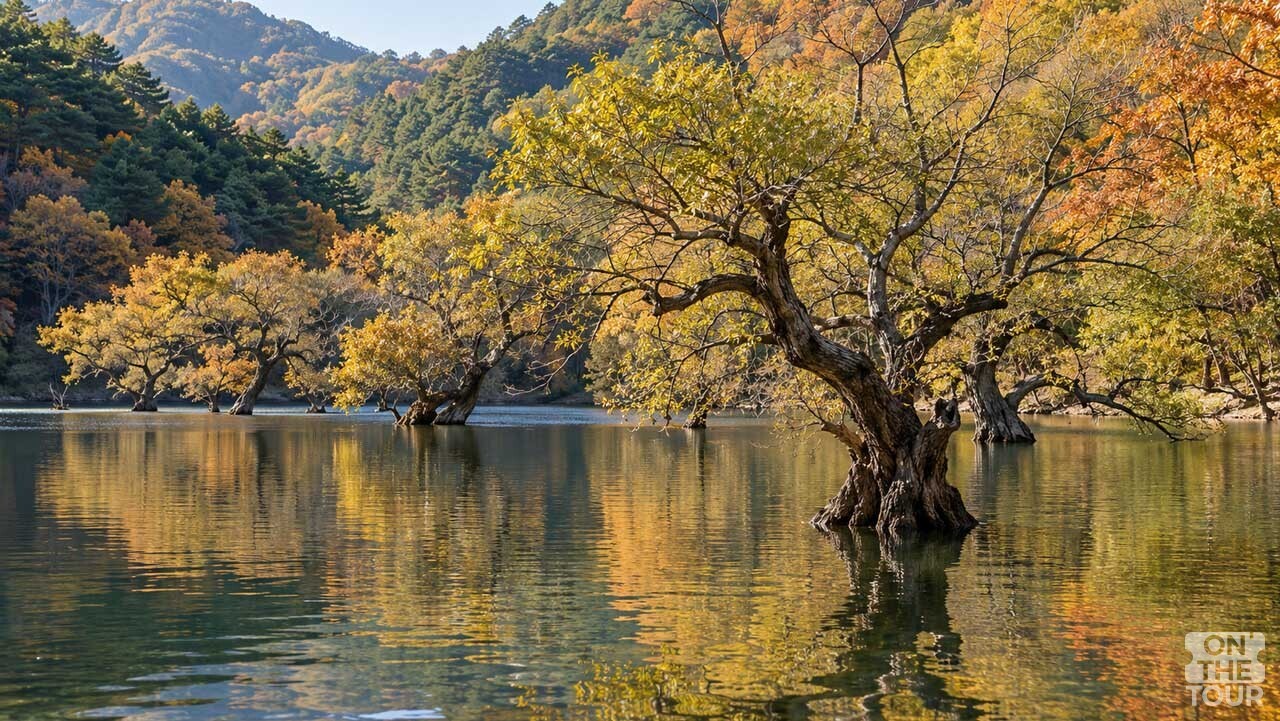잔잔한 수면에 왕버들과 가을 산자락이 비치는 청송 주산지. (AI 생성) / 온더투어