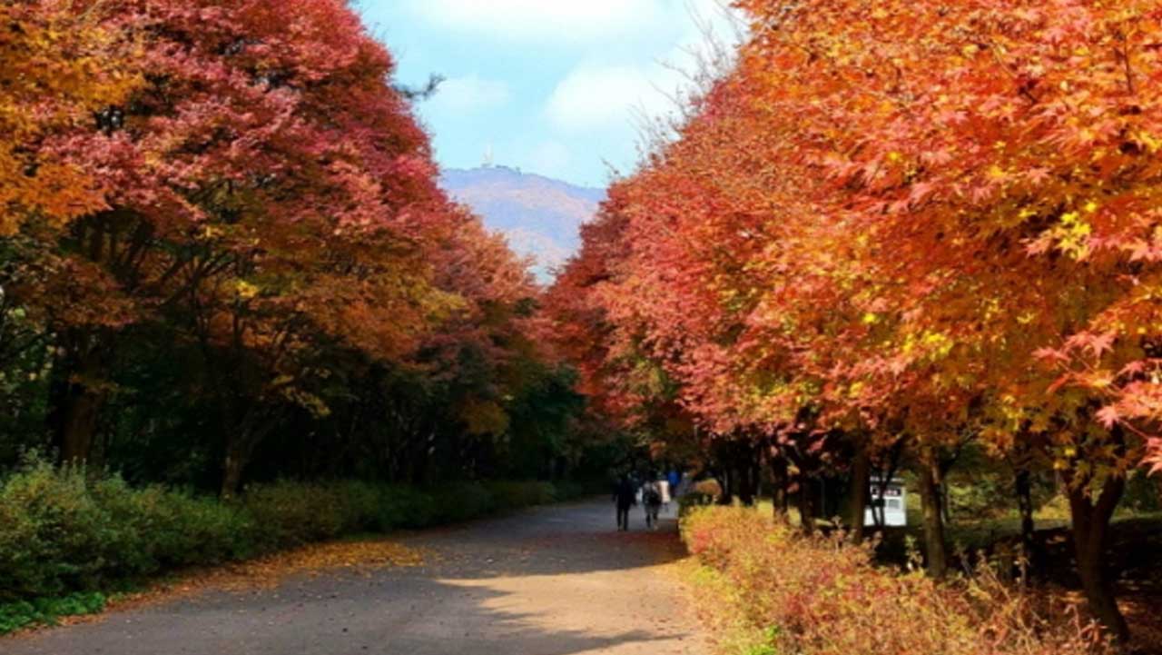 단풍 터널 산책로를 따라 여유롭게 걷는 방문객들의 모습. / 독립기념관
