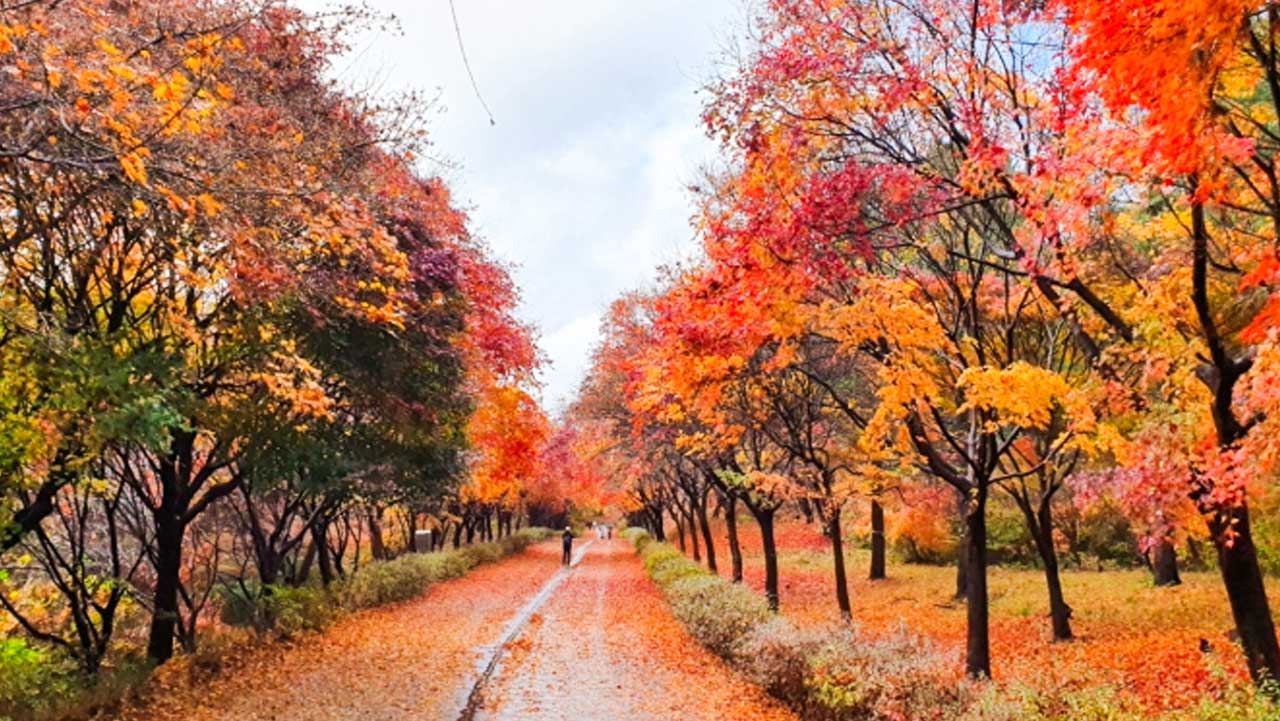 독립기념관의 붉게 물든 단풍나무숲길 전경. / 독립기념관