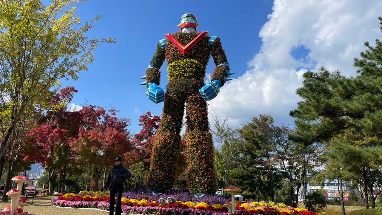 국화로 만든 대형 로봇 조형물이 꽃밭 위에 우뚝 서 있다. / 유성국화축제