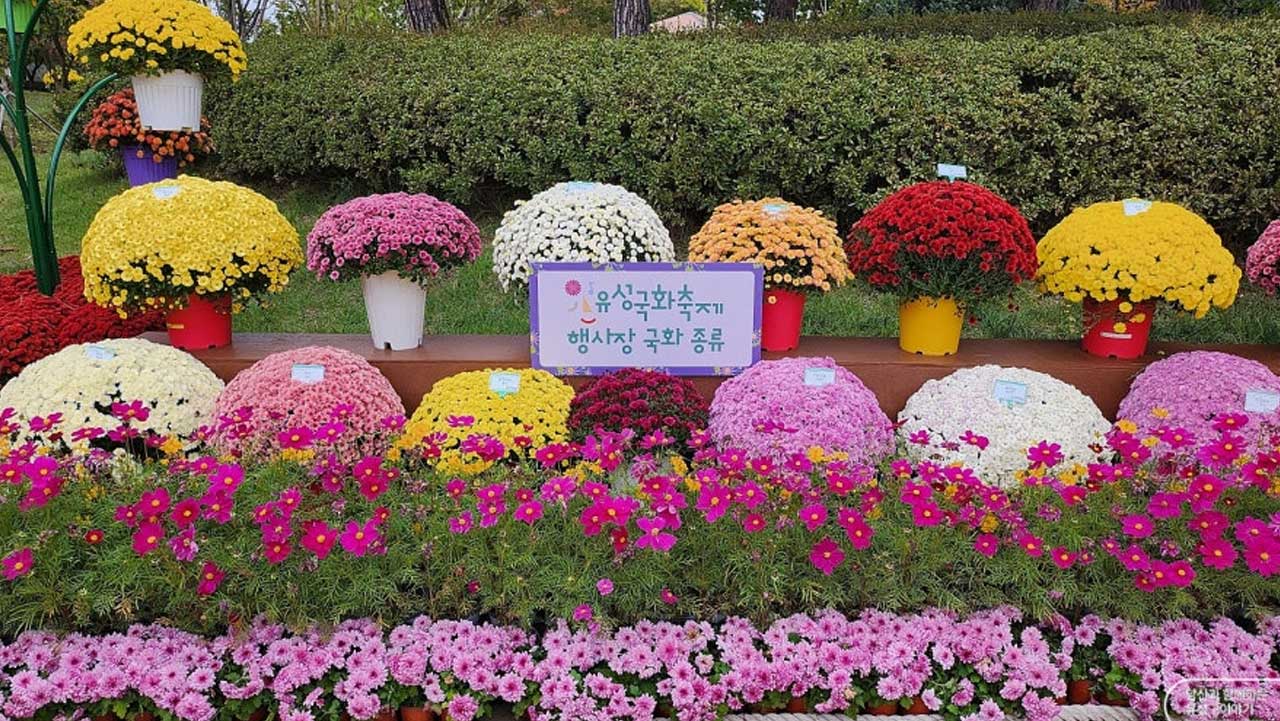 노랑·분홍·흰색·빨강 등 여러 색의 국화가 행사장 국화 종류 안내판 주변에 놓여 있다. / 유성구 공식 SNS