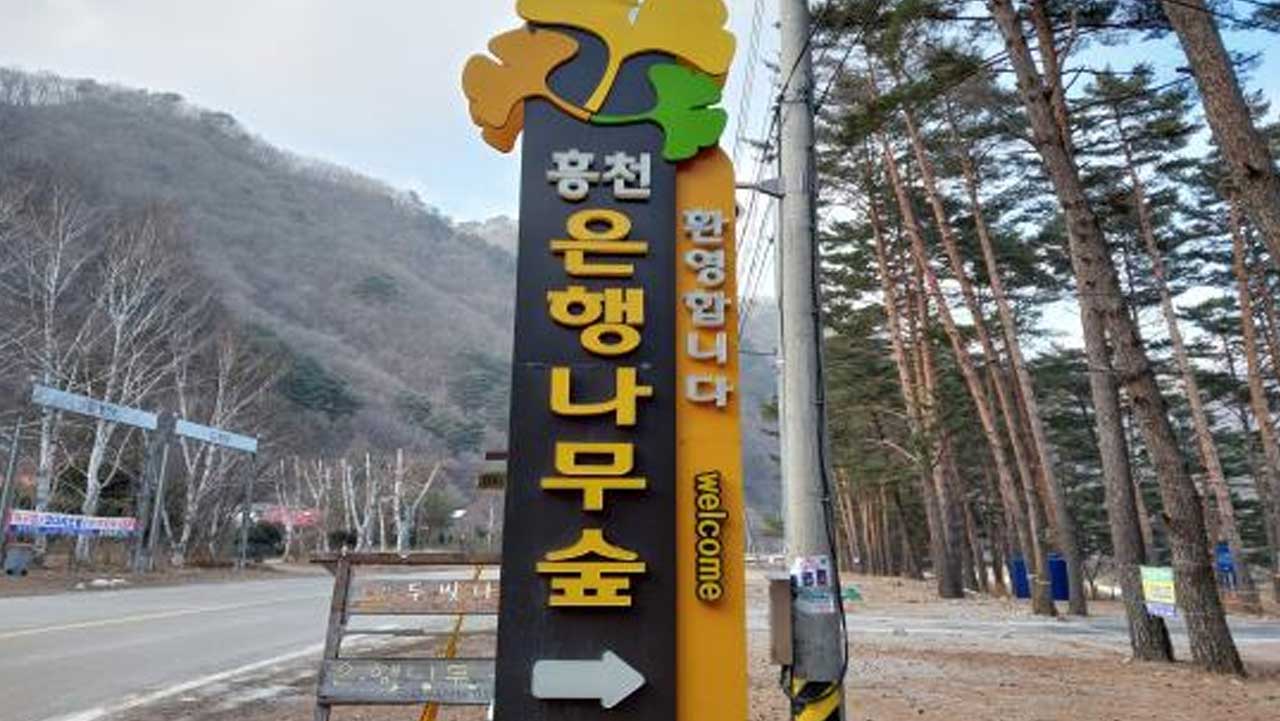 가을 개방 기간에 무료로 둘러볼 수 있는 홍천 은행나무숲. / 홍천군 문화관광