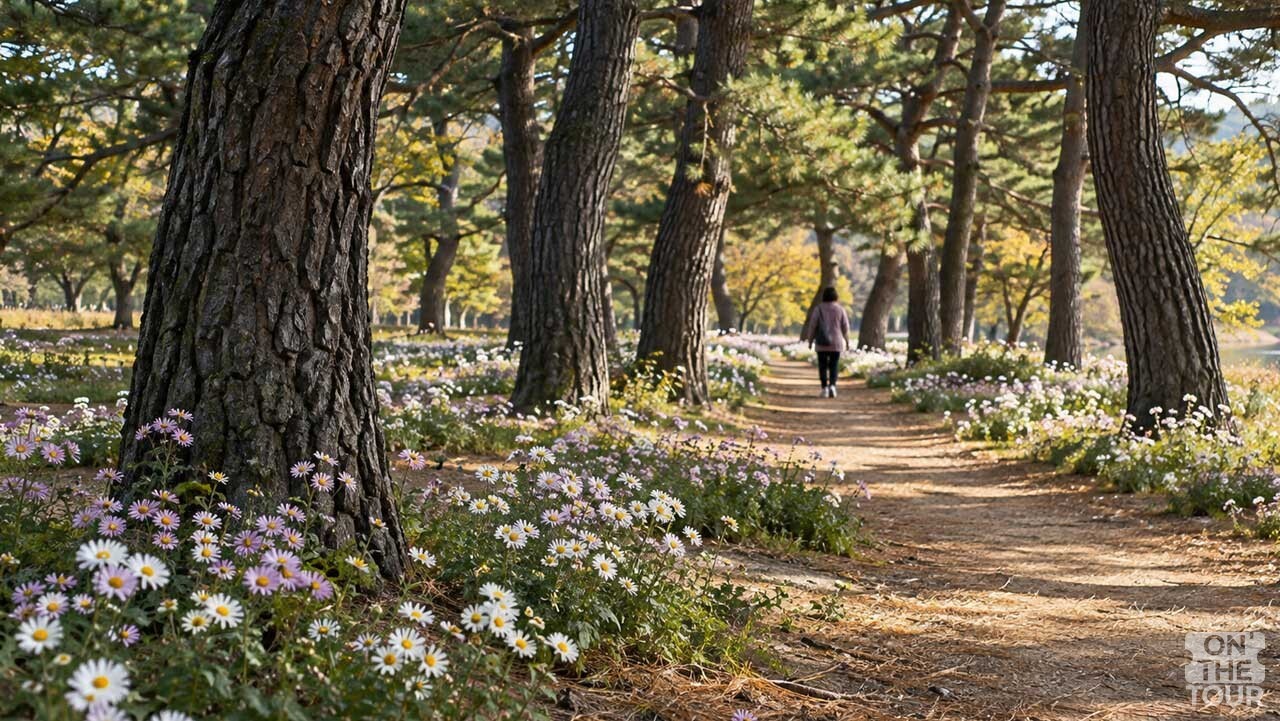 경남 밀양 삼문송림의 구절초 산책길. (AI 생성) / 온더투어