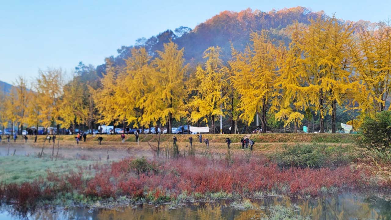 아침 햇살을 받은 은행나무길 아래로 산책로를 걷는 관람객들이 보인다. / 충북 공식 SNS