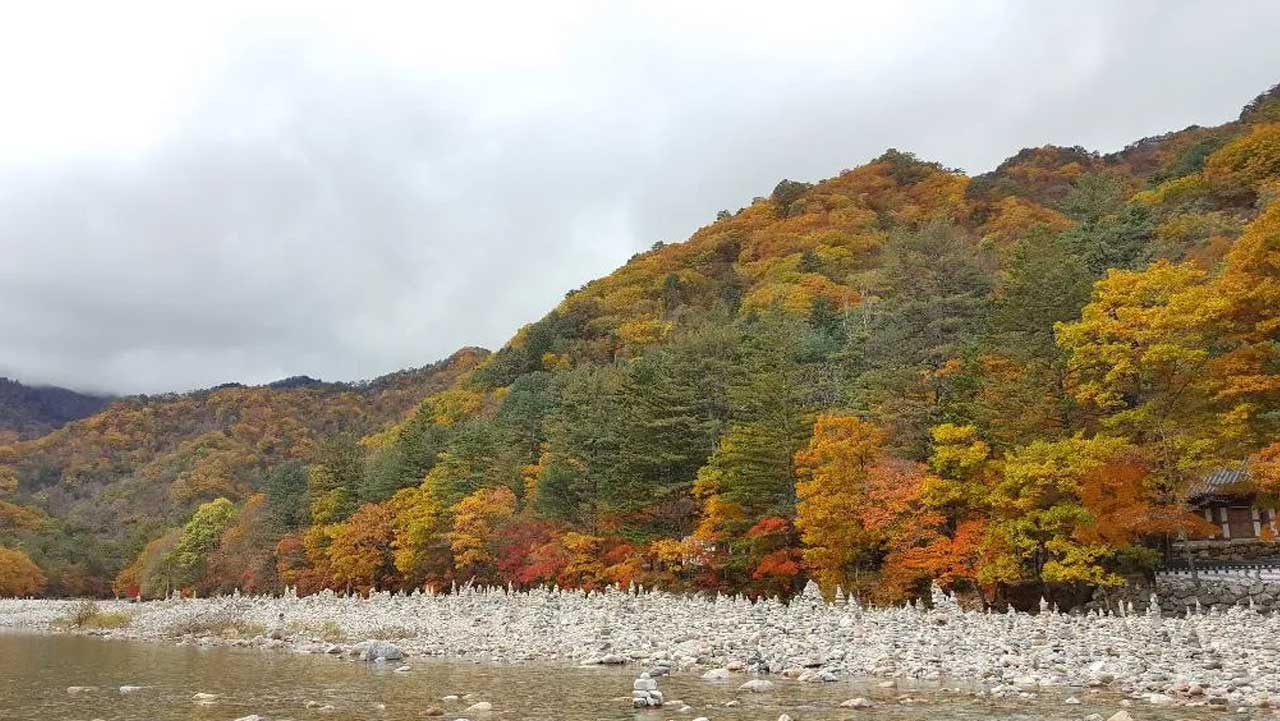 단풍이 짙게 든 산자락 아래 백담계곡 개울가로 돌탑이 이어져 있다. / 템플스테이